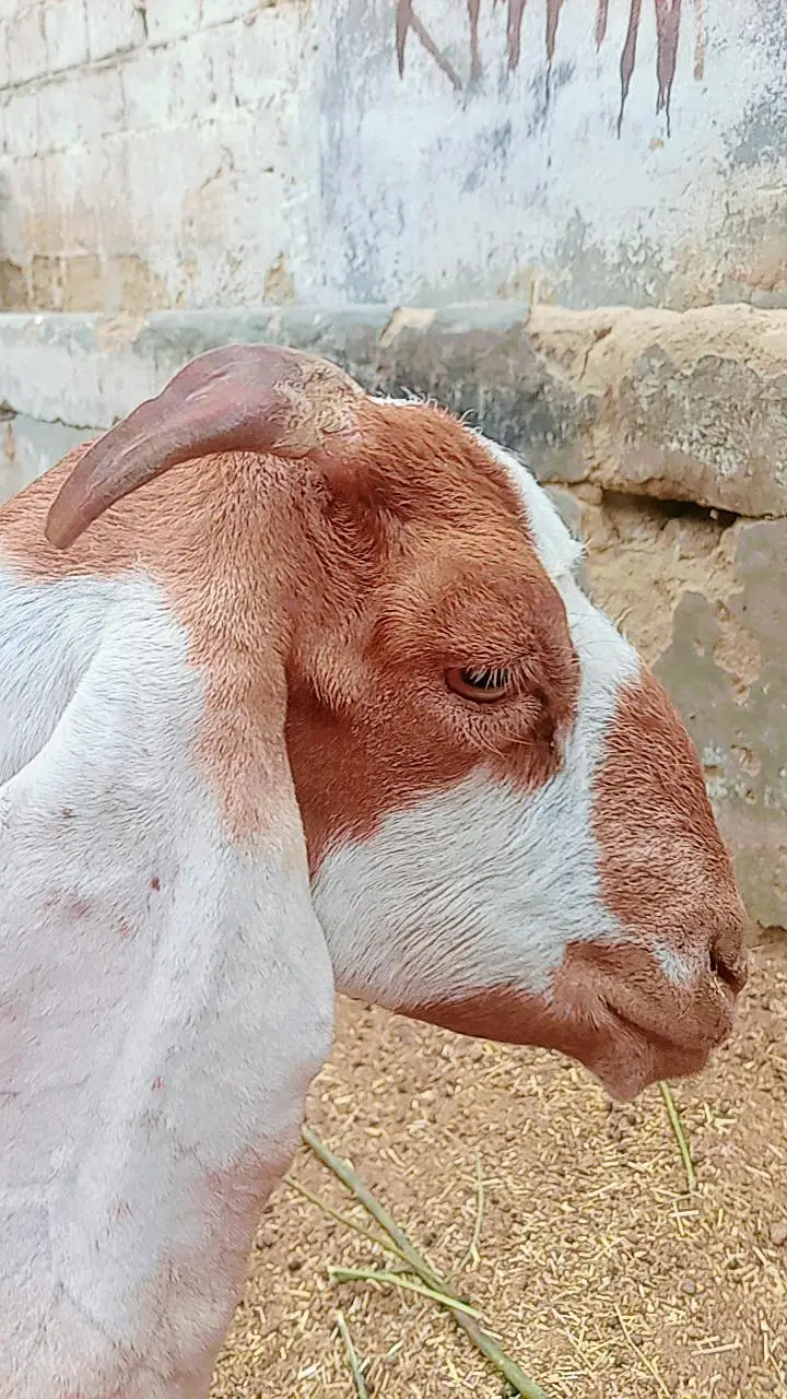 Bakri 2 bachon k Sath dono male hain — photo 3