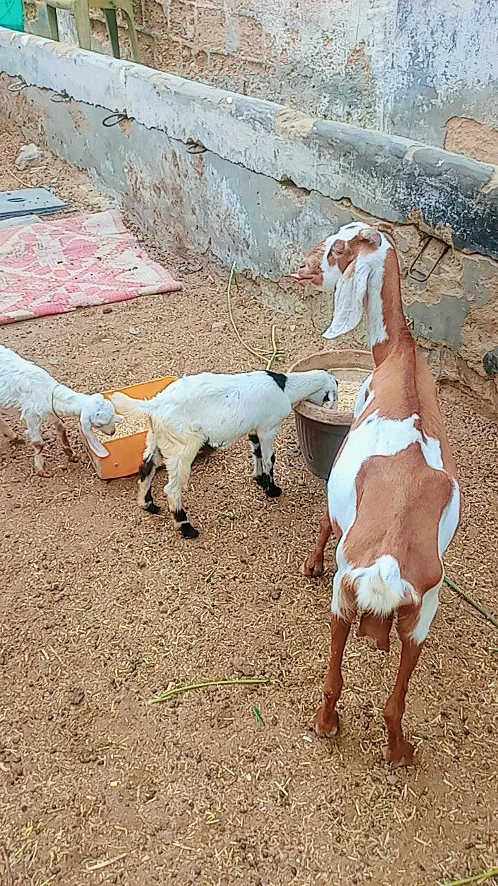Bakri 2 bachon k Sath dono male hain — photo 4