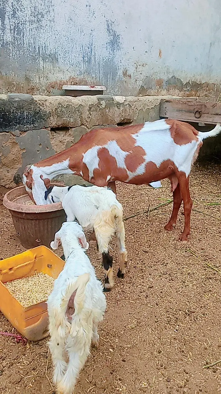 Bakri 2 bachon k Sath dono male hain — photo 5