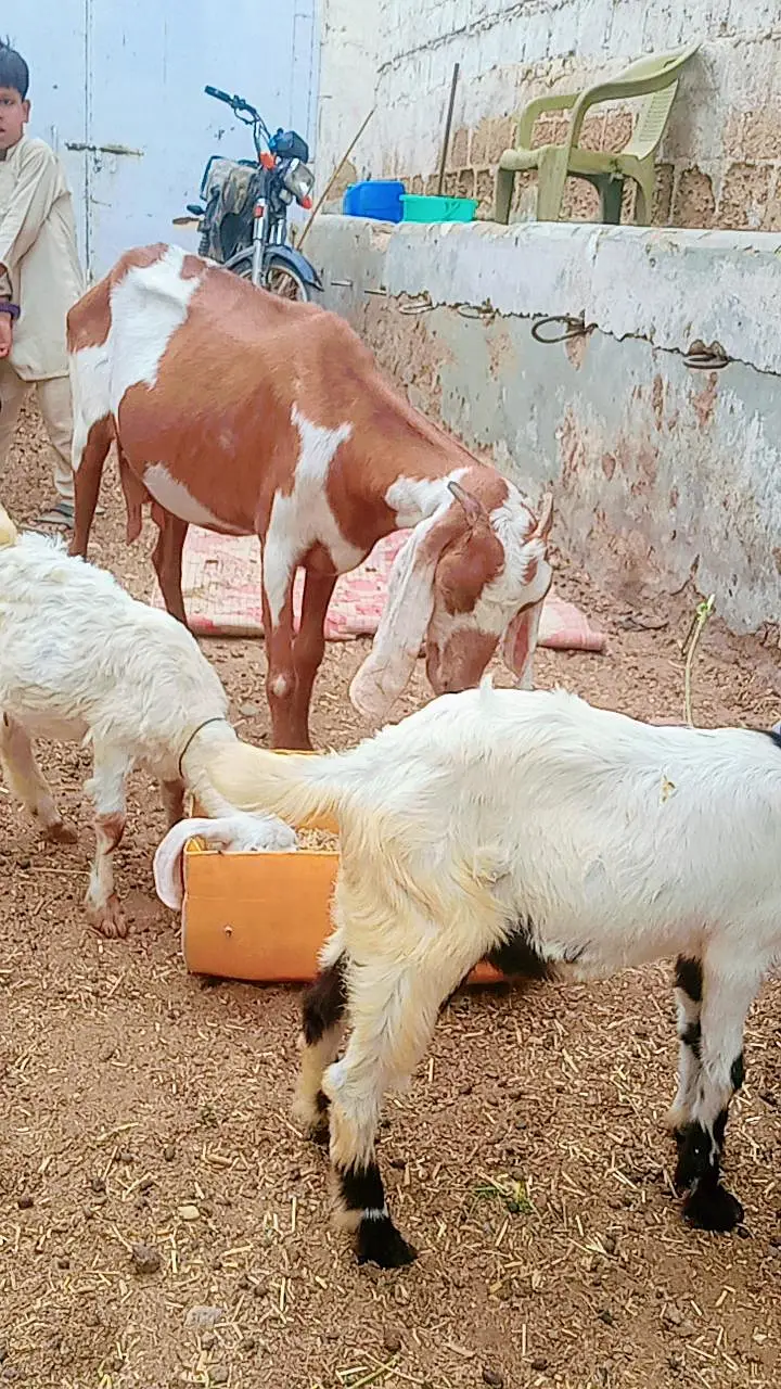 Bakri 2 bachon k Sath dono male hain — photo 6