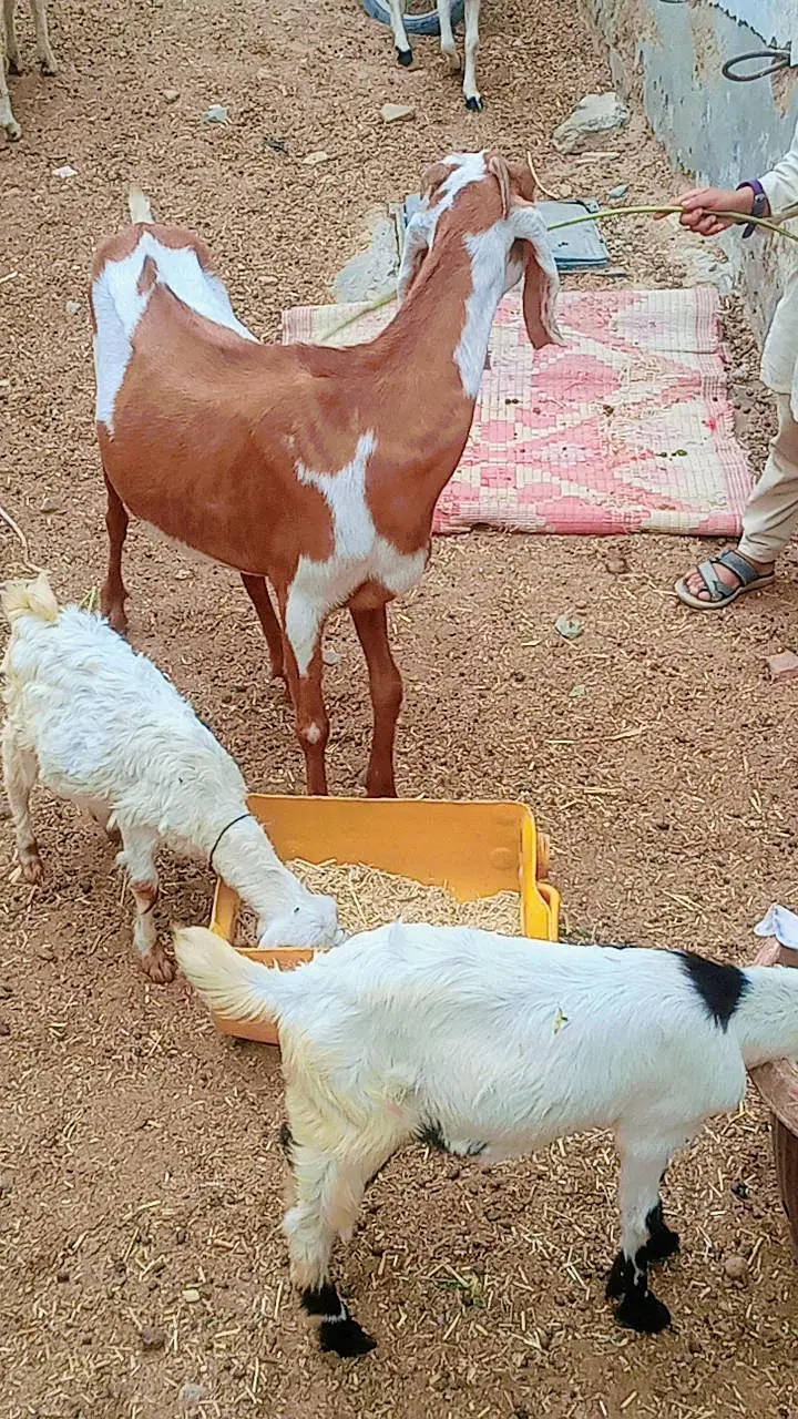 Bakri 2 bachon k Sath dono male hain — photo 7