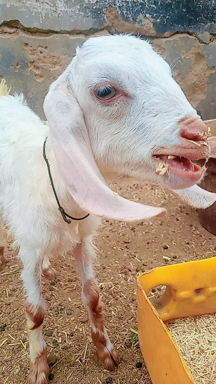 Bakri 2 bachon k Sath dono male hain — photo 8