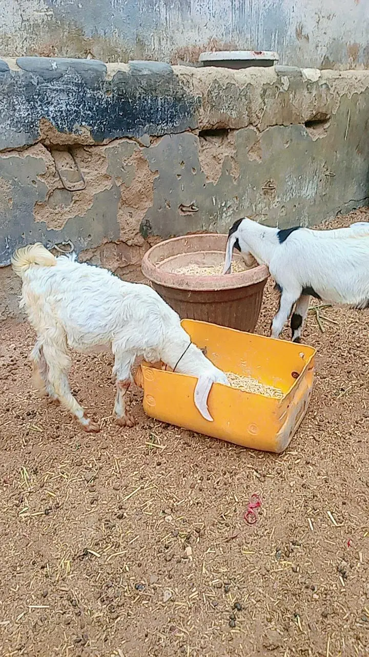 Bakri 2 bachon k Sath dono male hain — photo 9