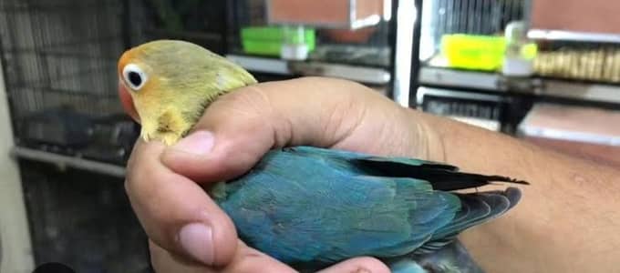 Beautiful & Active ParBlue Breeder Pair for Sale. with Cage