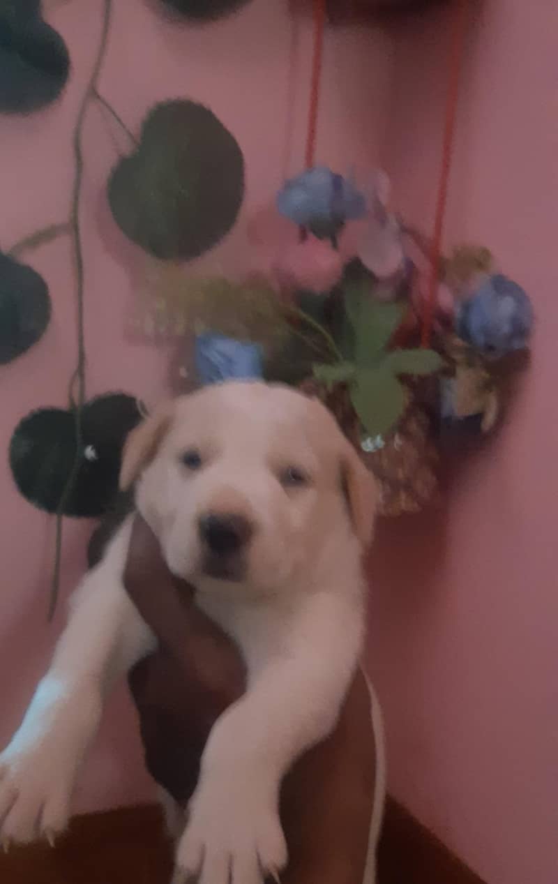 Labra door 1