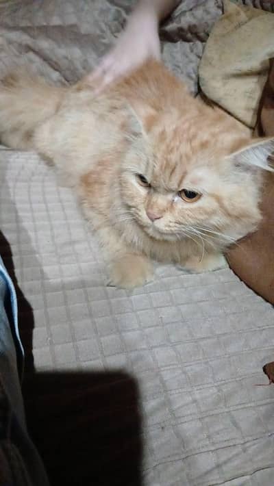 good quality persian