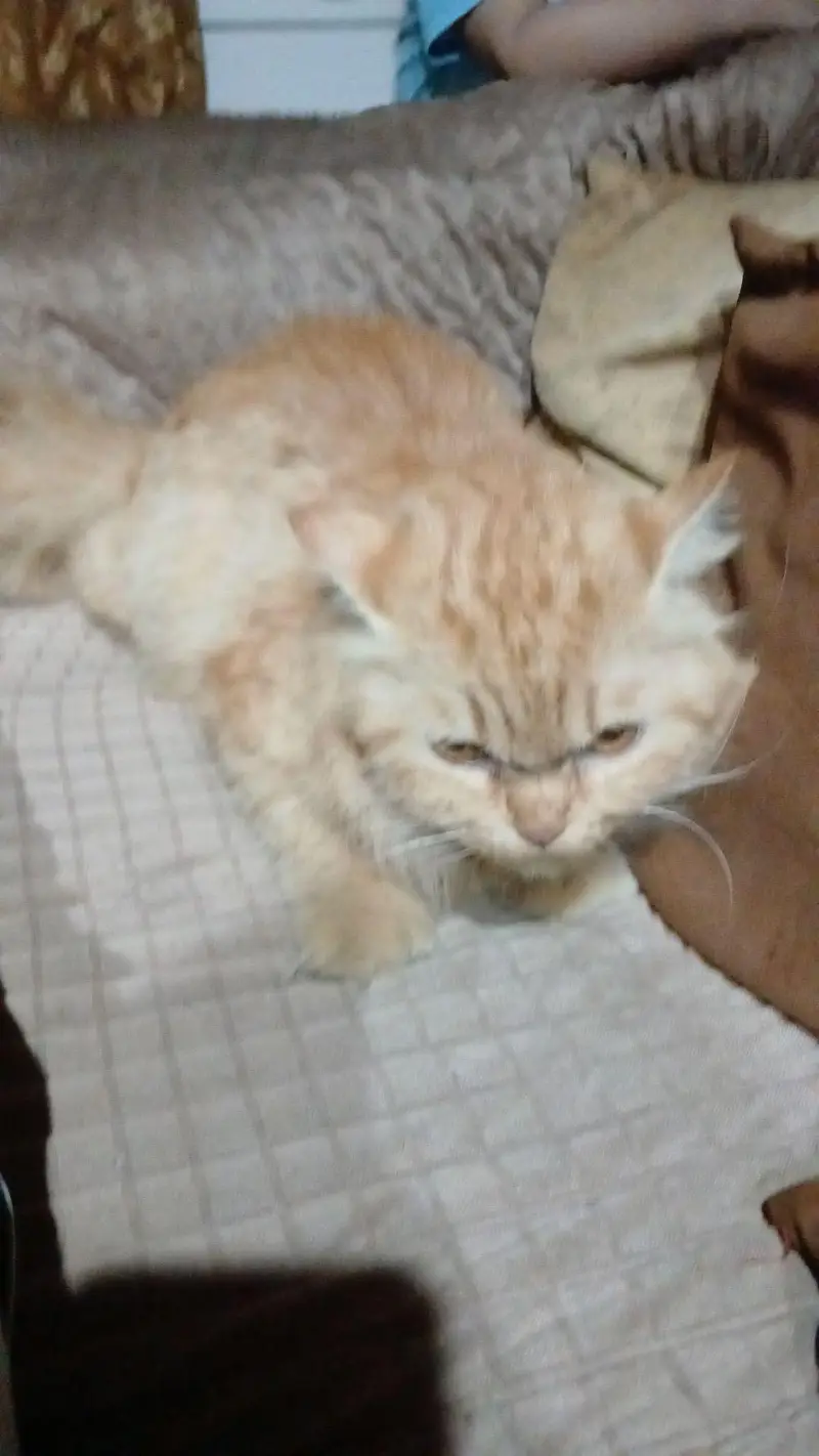 good quality persian — photo 2