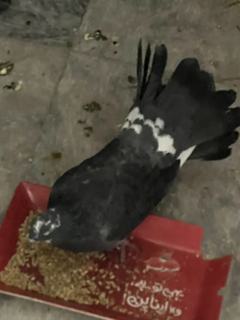 American lucky kaboter for sale