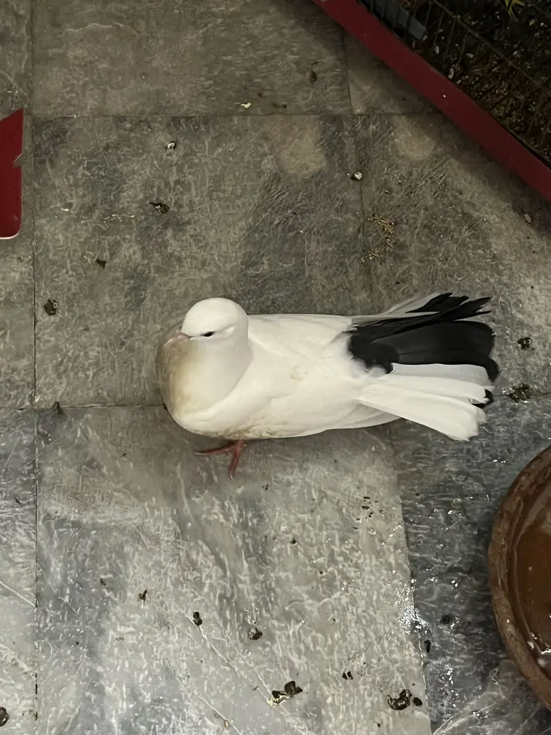 American lucky kaboter for sale — photo 2
