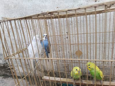 2 Australian pairs and one single male along with cage for sale