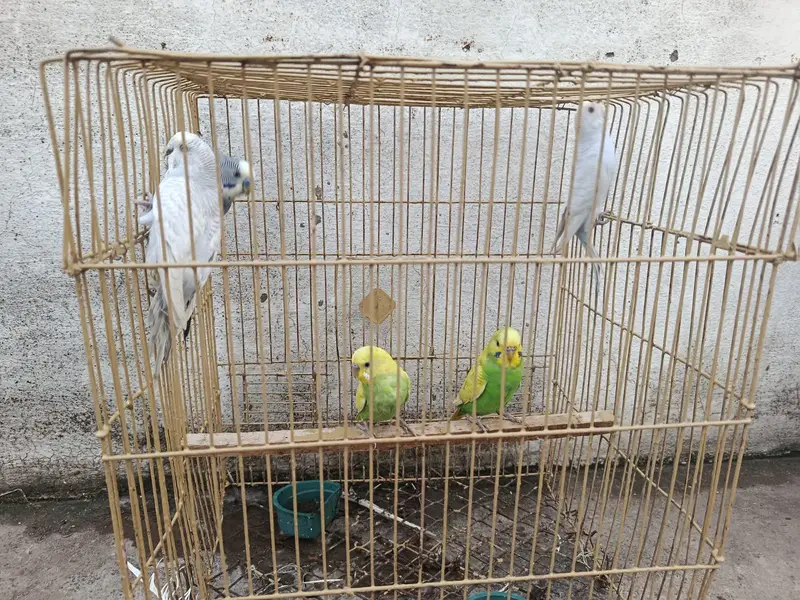 2 Australian pairs and one single male along with cage for sale — photo 2