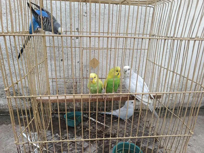 2 Australian pairs and one single male along with cage for sale — photo 3