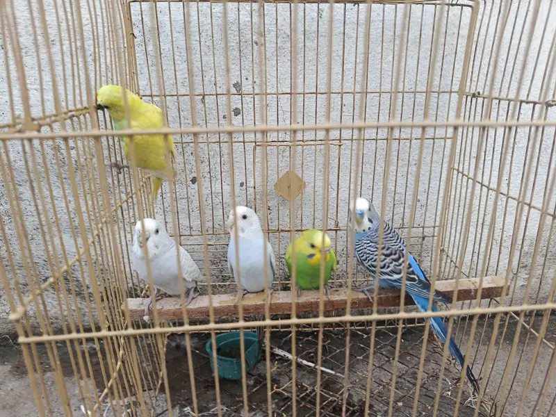 2 Australian pairs and one single male along with cage for sale — photo 4