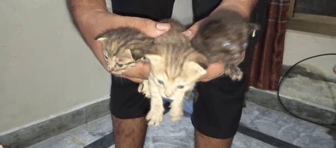 5 siamese Children