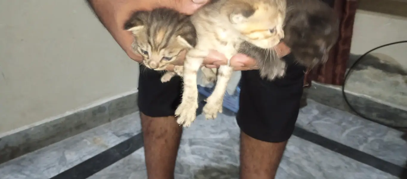 5 siamese Children — photo 2