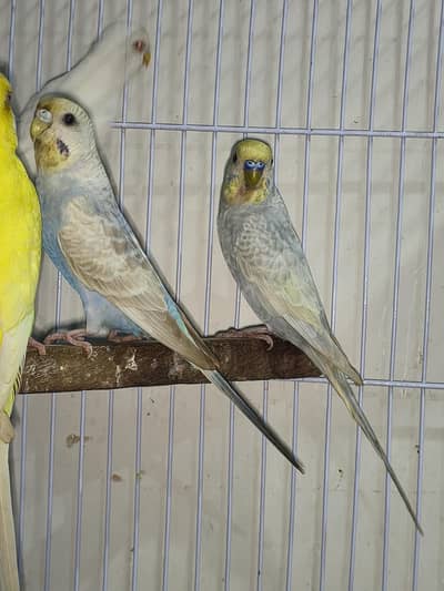 Rainbow pair for sale
