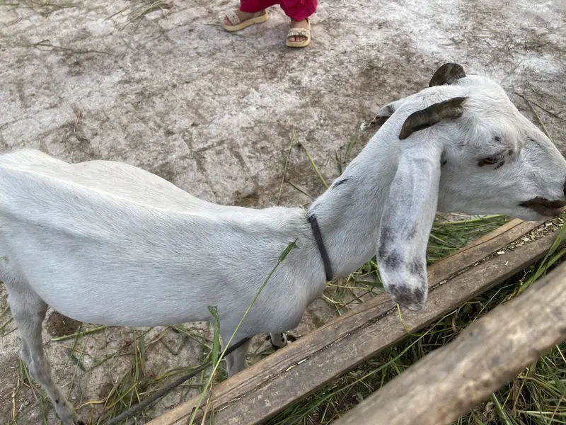 Teddy cross (Zero size khubsurat bakri) — photo 2