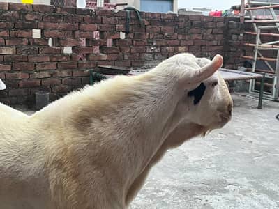 tedda Bakra original quality urgent sale