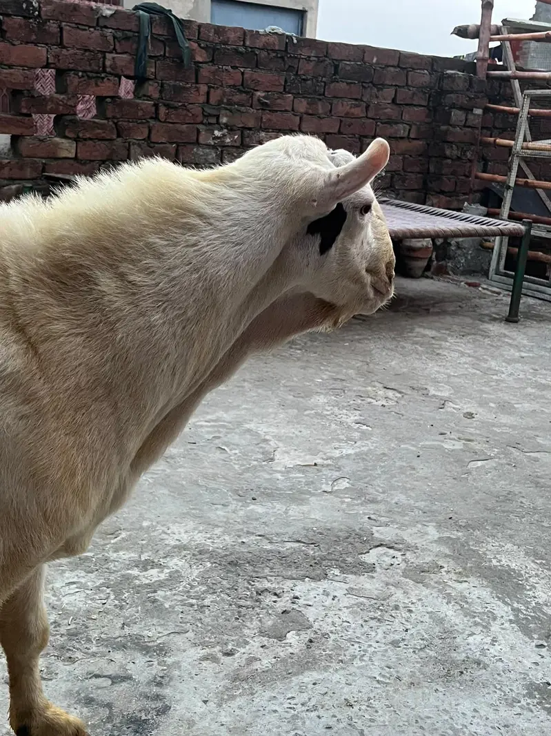 tedda Bakra original quality urgent sale — photo 2