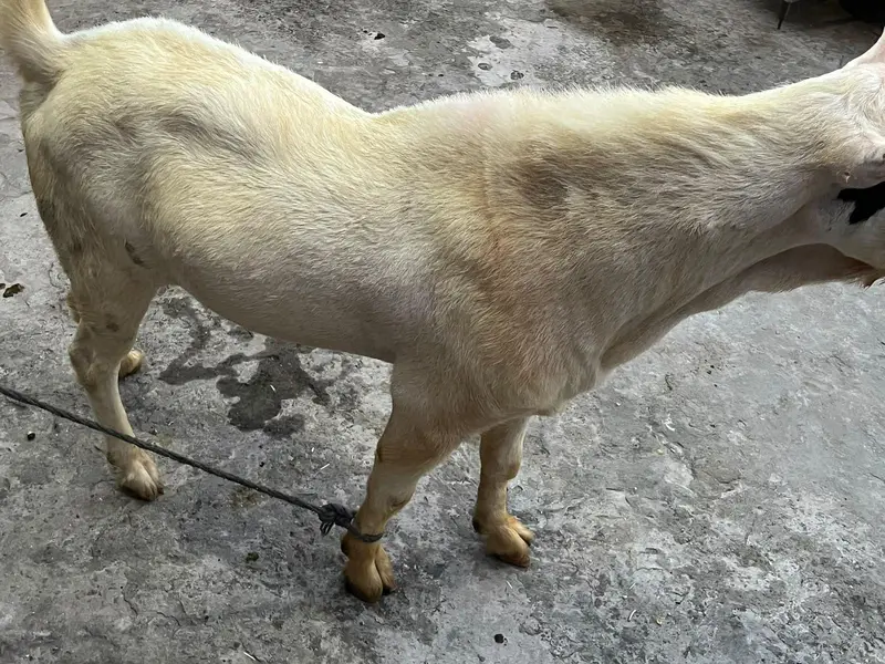 tedda Bakra original quality urgent sale — photo 3