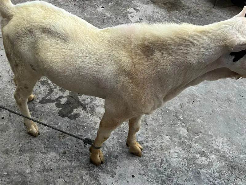 tedda Bakra original quality urgent sale — photo 4