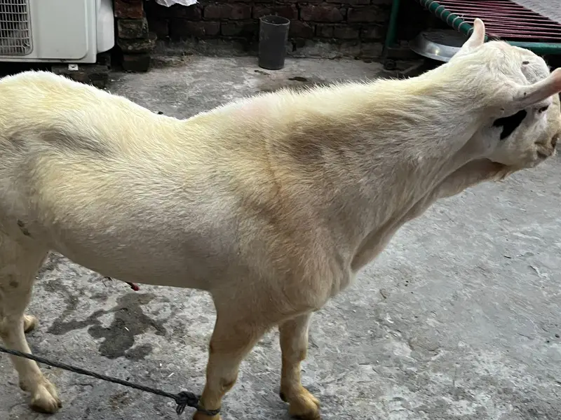 tedda Bakra original quality urgent sale — photo 5