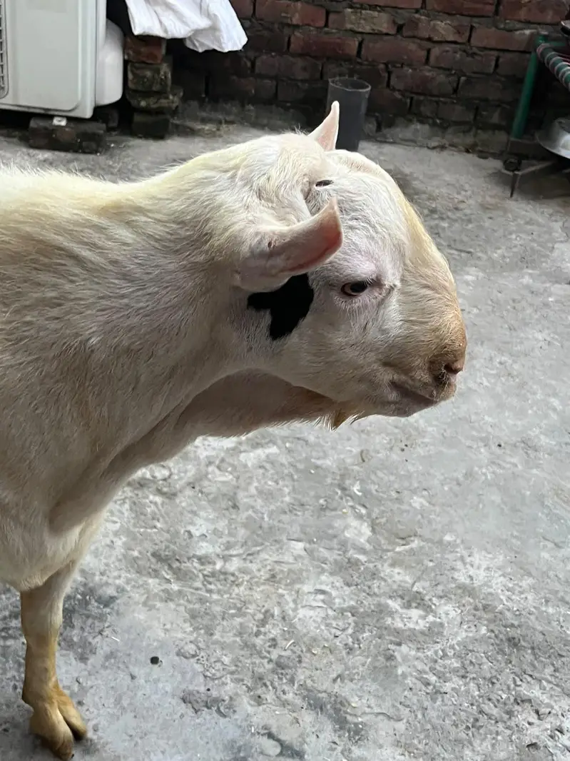 tedda Bakra original quality urgent sale — photo 6
