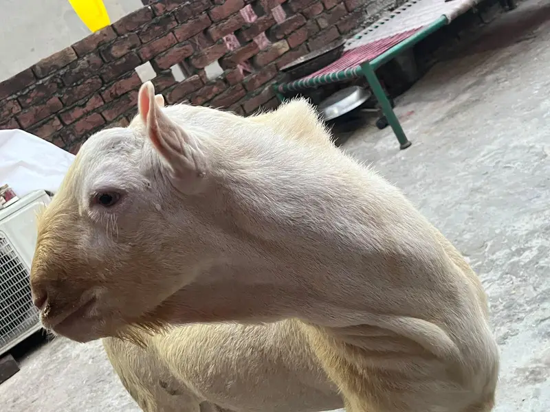 tedda Bakra original quality urgent sale — photo 7
