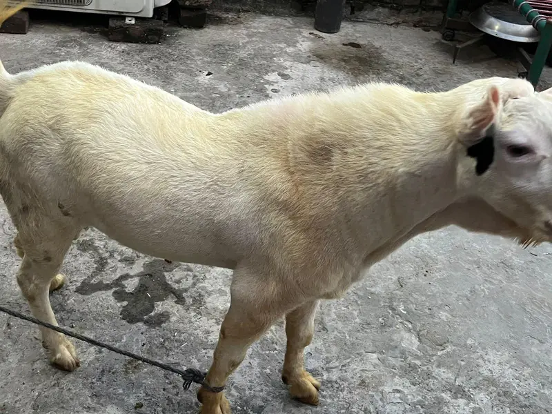 tedda Bakra original quality urgent sale — photo 8