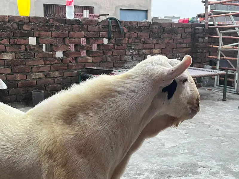 tedda Bakra original quality urgent sale — photo 9