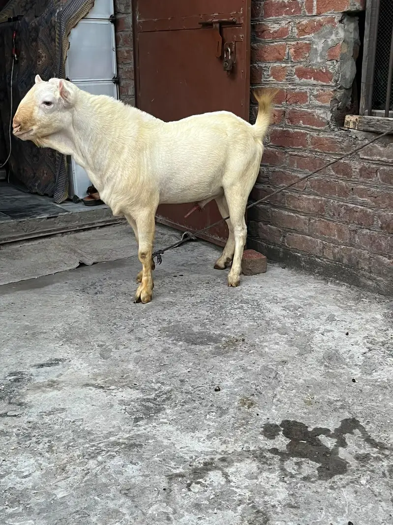 tedda Bakra original quality urgent sale — photo 10