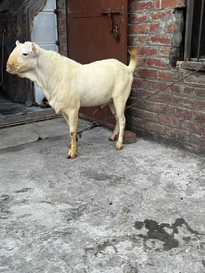 tedda Bakra original quality urgent sale