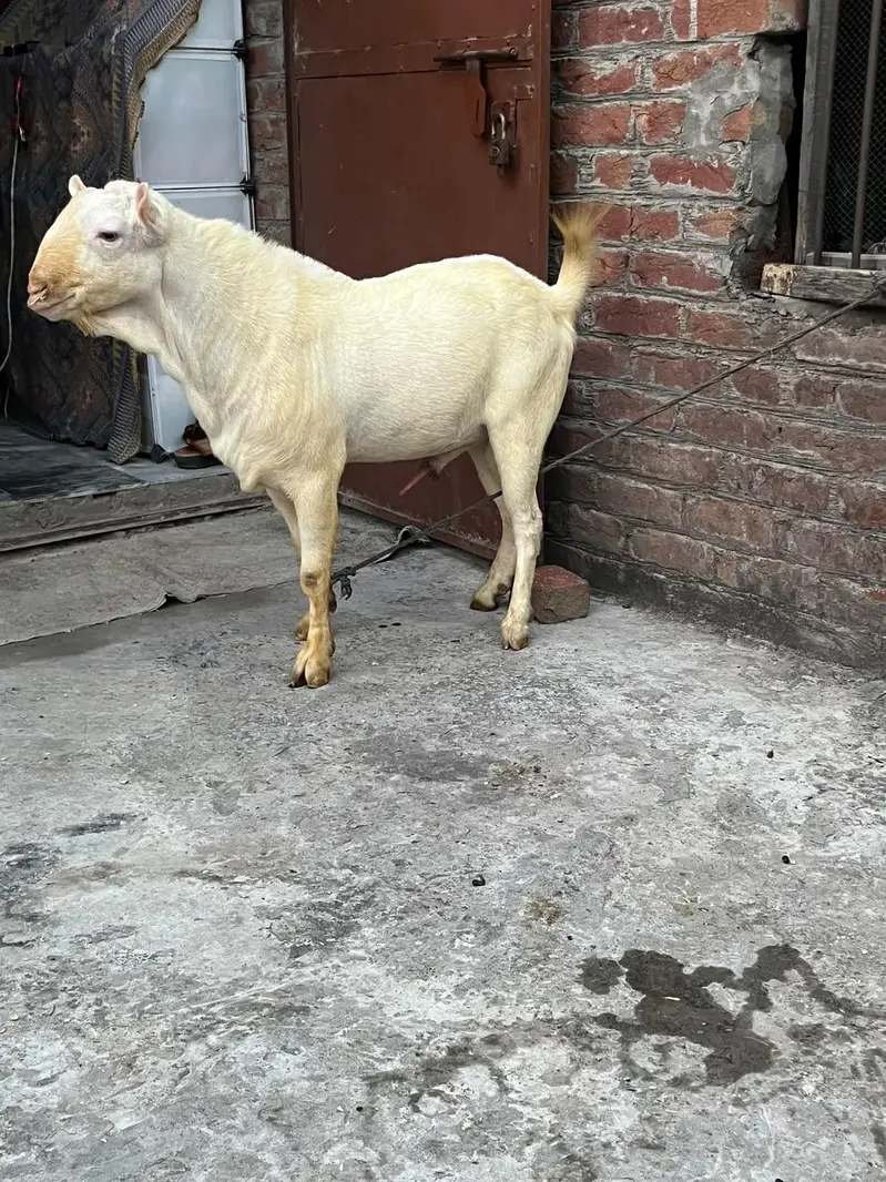 tedda Bakra original quality urgent sale — photo 11