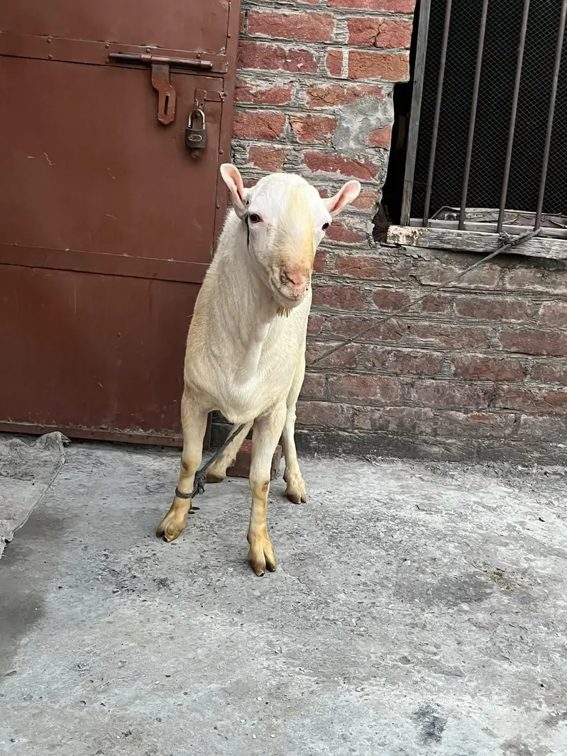 tedda Bakra original quality urgent sale — photo 12