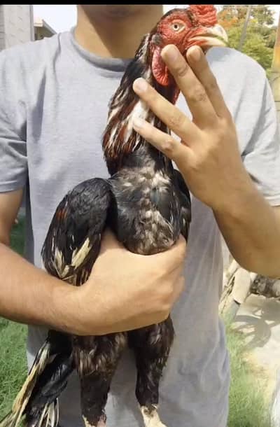 high quality breeder pair