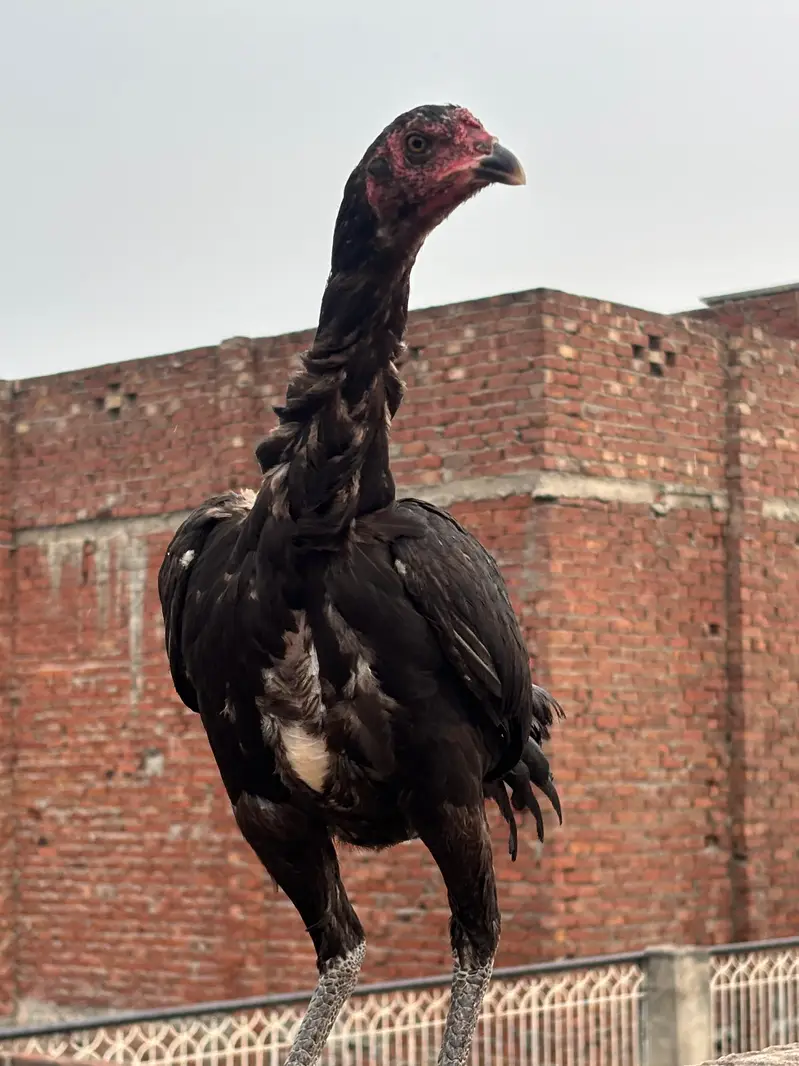 Big deal murga — photo 2