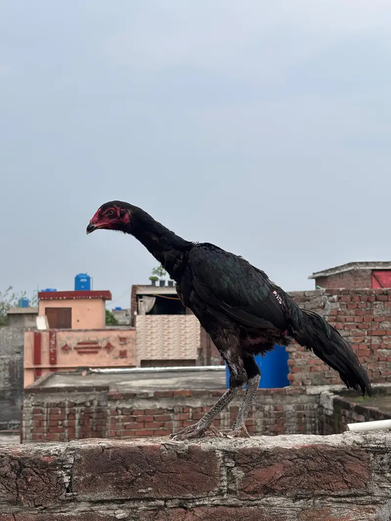 Big deal murga — photo 6