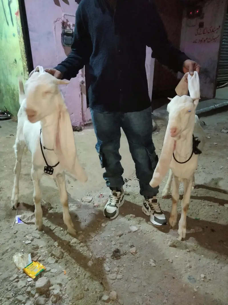 ghulabi bakry