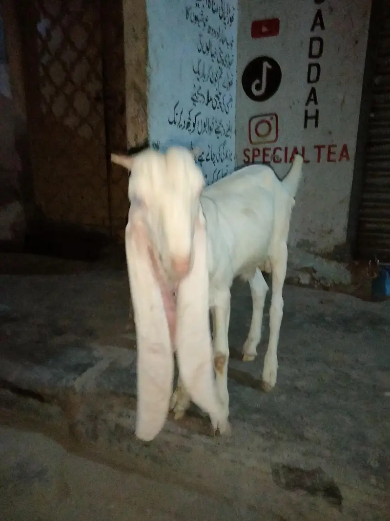ghulabi bakry — photo 3