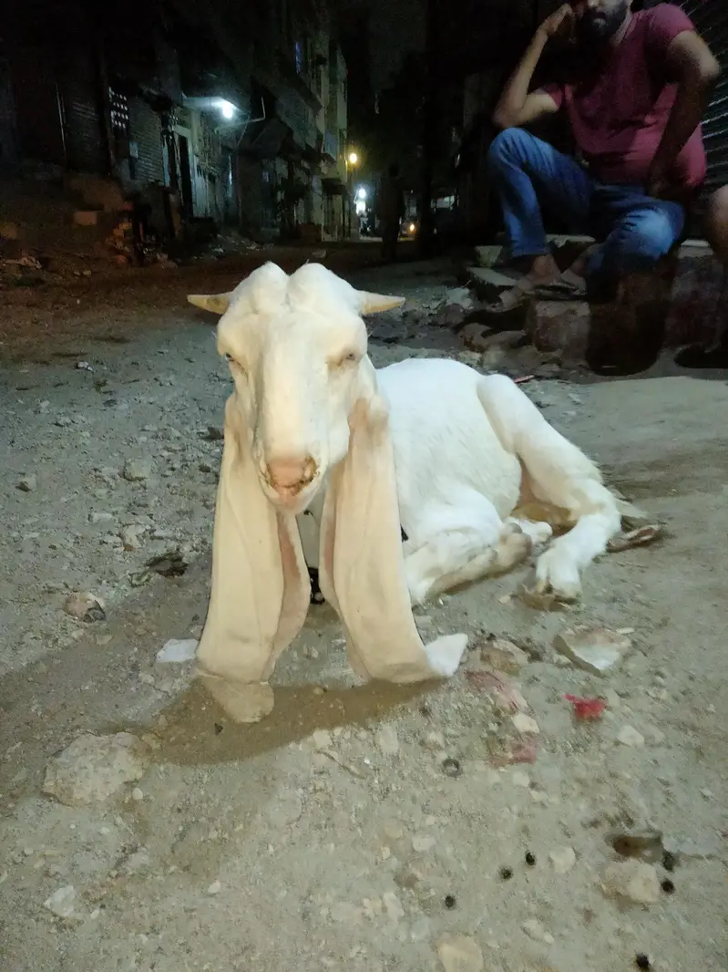 ghulabi bakry — photo 5