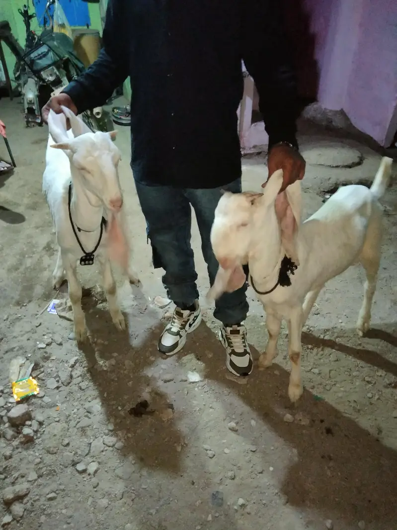 ghulabi bakry — photo 6