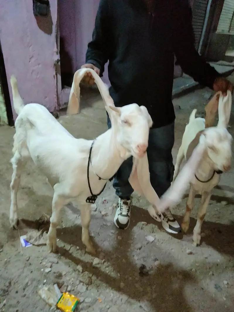 ghulabi bakry — photo 8