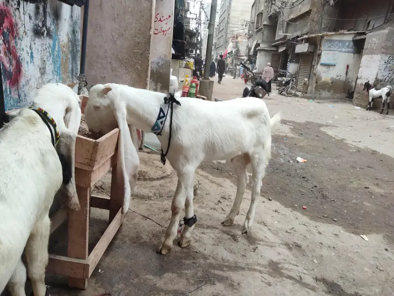 ghulabi bakry — photo 10