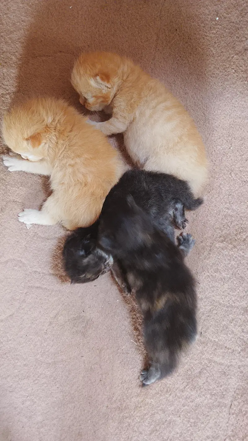 persian kittens play ful — photo 2