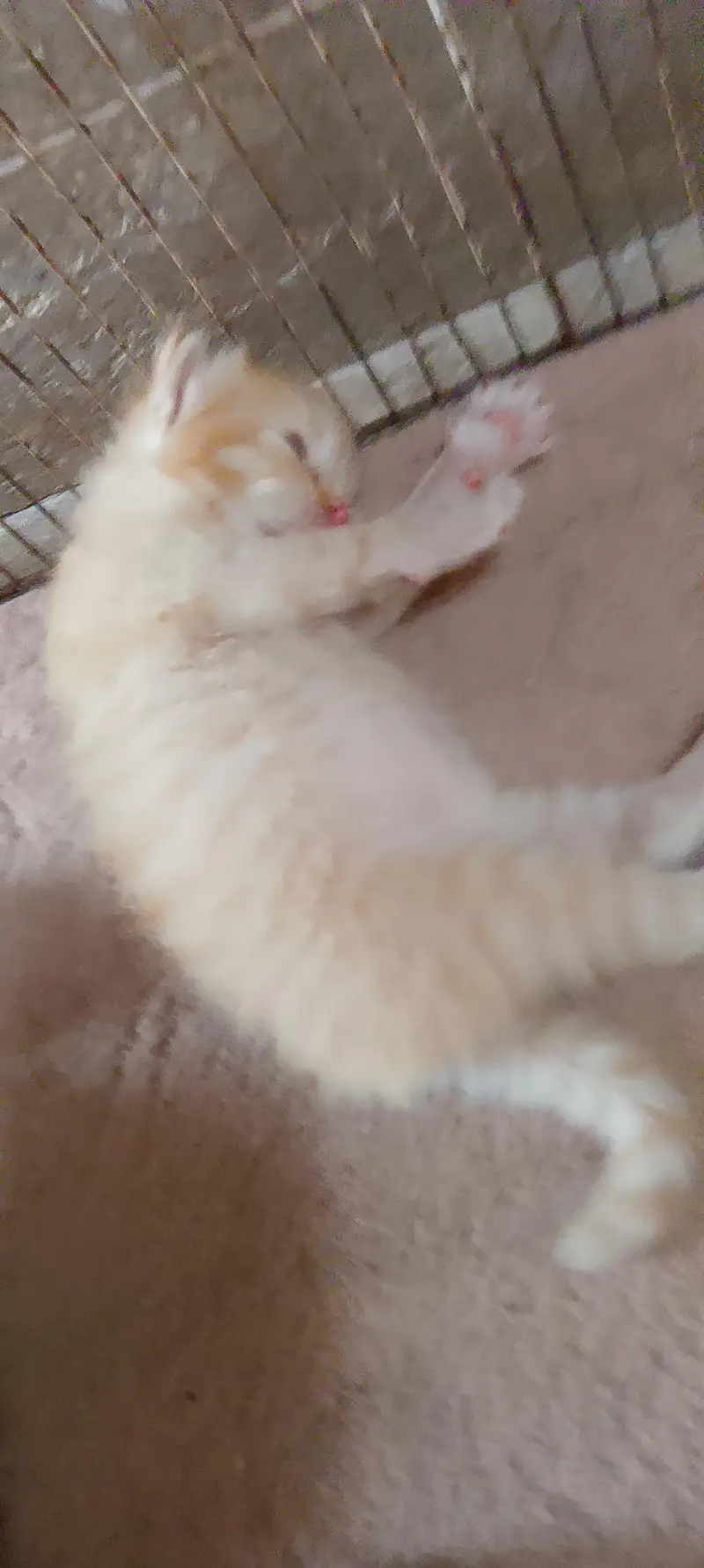 persian kittens play ful — photo 3