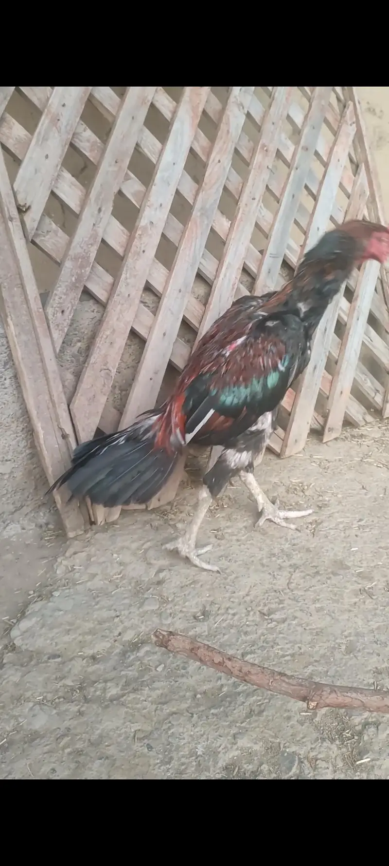 aseel ptha h , — photo 3