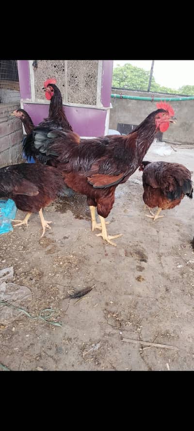 rhoad island red rir heritage black Australorp heritage