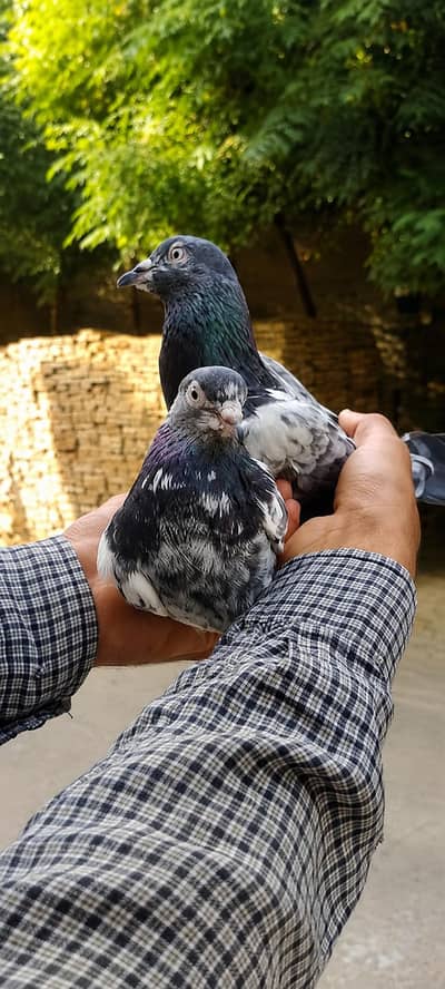 chaap daar pair for sale