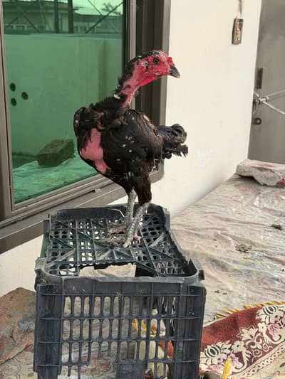 Thai aseel breeder murgi