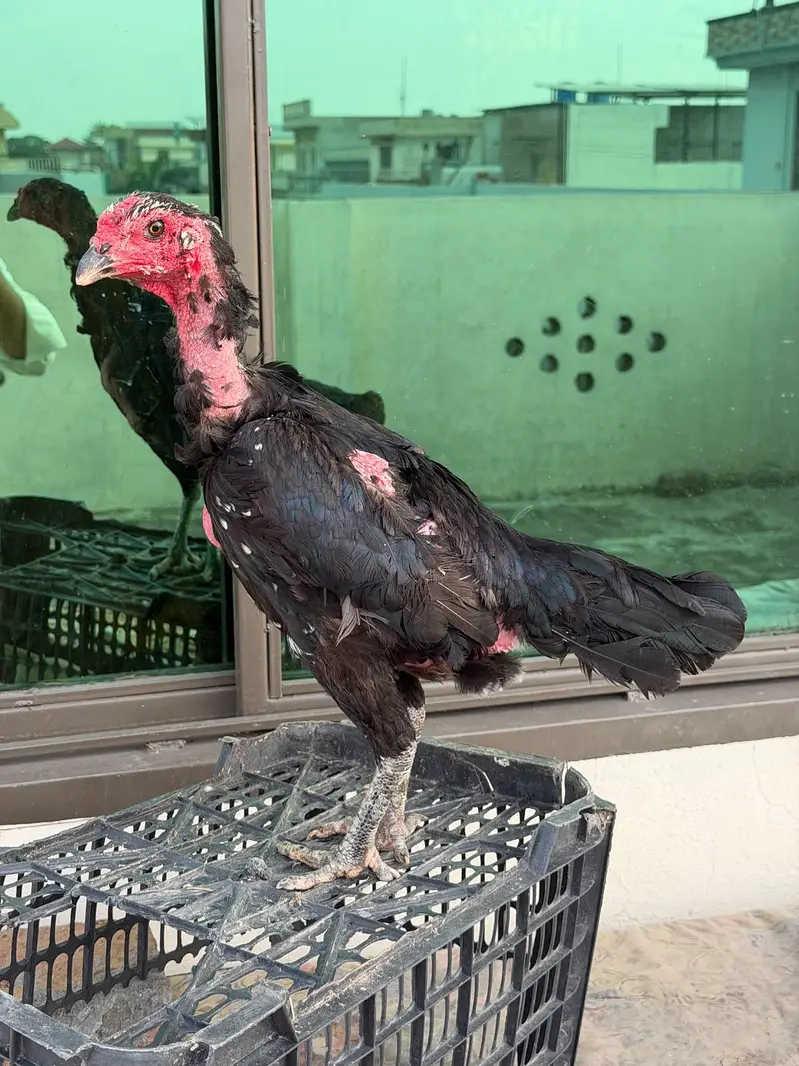 Thai aseel breeder murgi — photo 4
